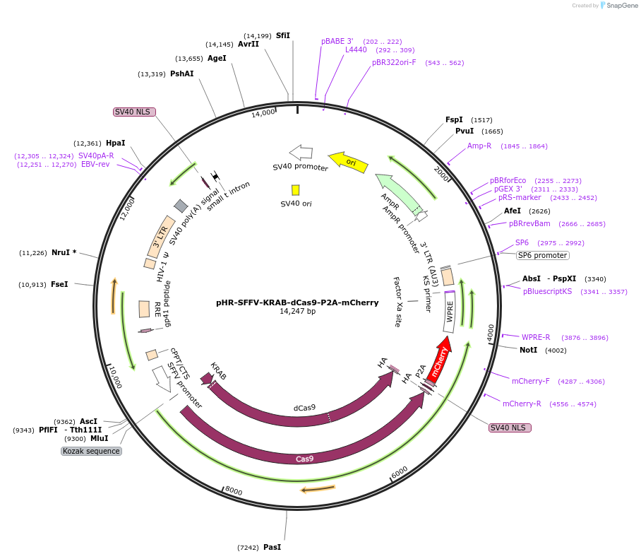 60954-plasmid-map-sequence-id-372913