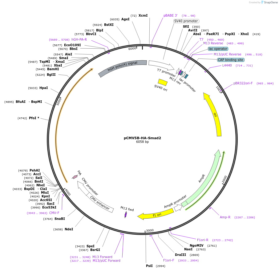 11734-plasmid-map-sequence-id-372918
