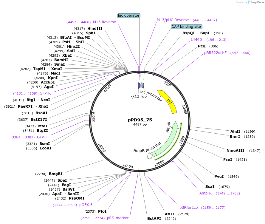 1494-plasmid-map-sequence-id-372920