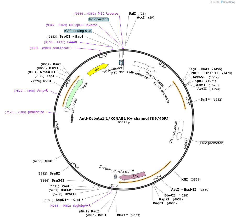 140070-plasmid-map-sequence-id-372921