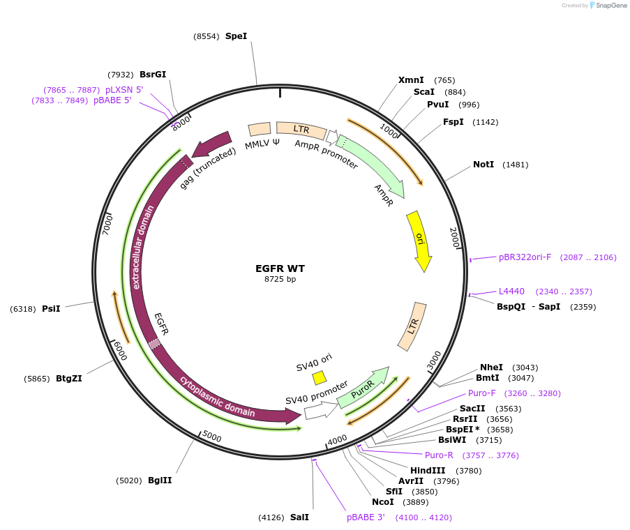 11011-plasmid-map-sequence-id-372923