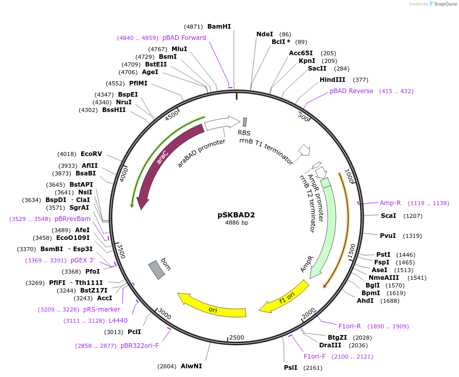 15335-plasmid-map-sequence-id-372925