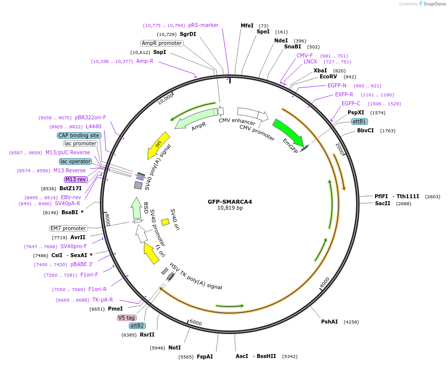 65391-plasmid-map-sequence-id-372926