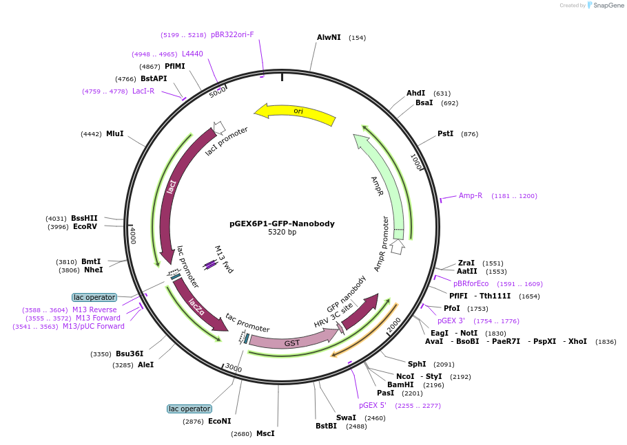 61838-plasmid-map-sequence-id-372928
