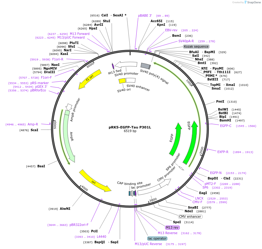 46908-plasmid-map-sequence-id-372929