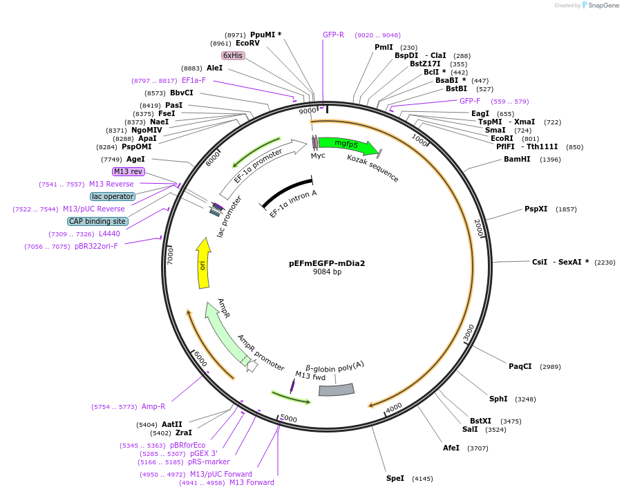 25407-plasmid-map-sequence-id-372932
