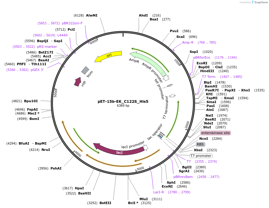 49048-plasmid-map-sequence-id-372934