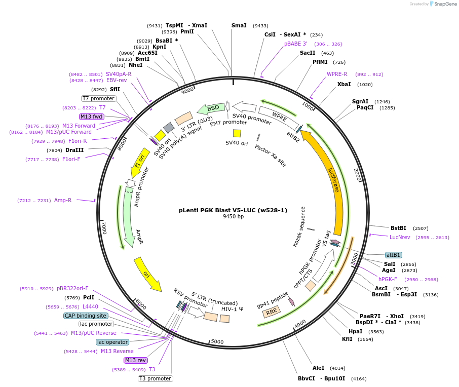19166-plasmid-map-sequence-id-372935