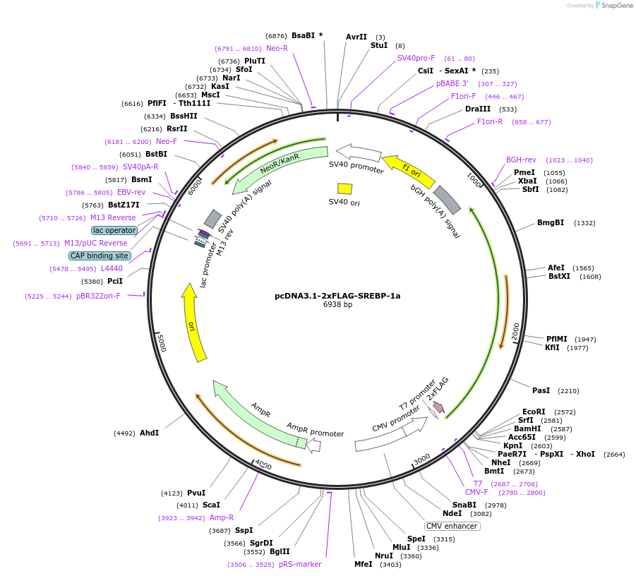 26801-plasmid-map-sequence-id-372936