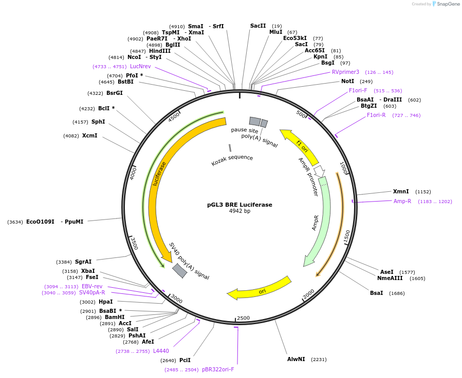 45126-plasmid-map-sequence-id-372938