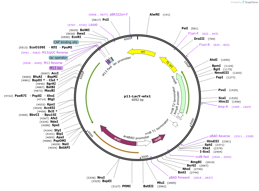 69056-plasmid-map-sequence-id-372941