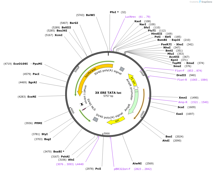 11354-plasmid-map-sequence-id-372942