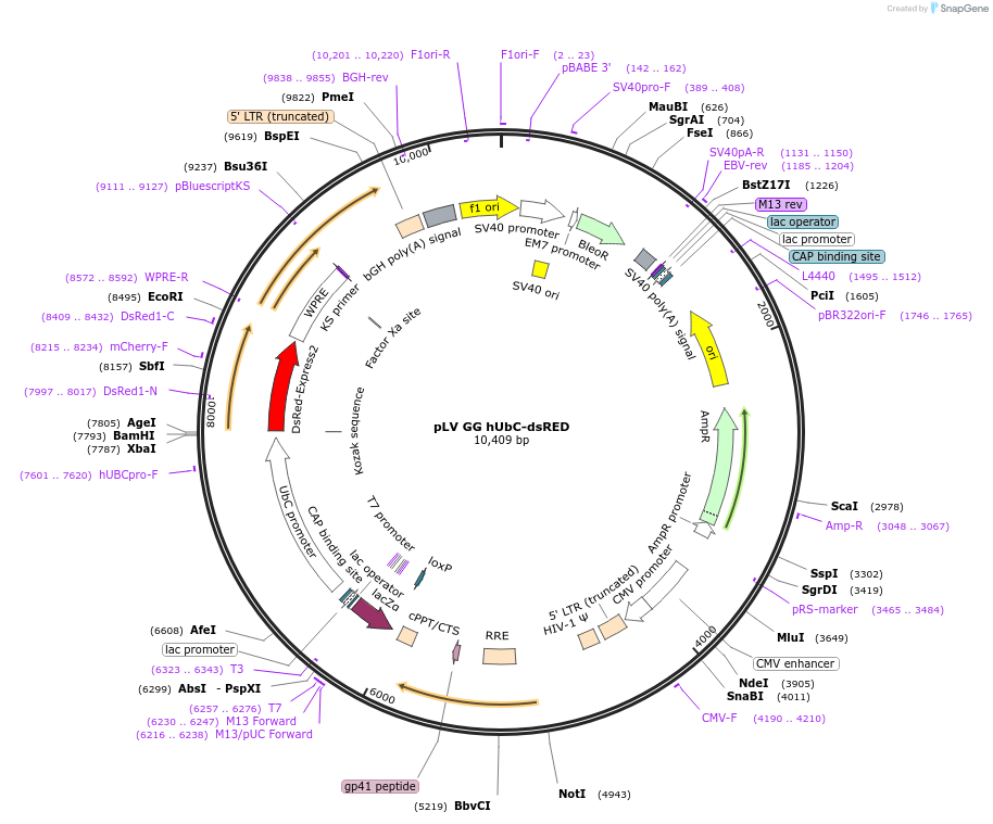 84034-plasmid-map-sequence-id-372944