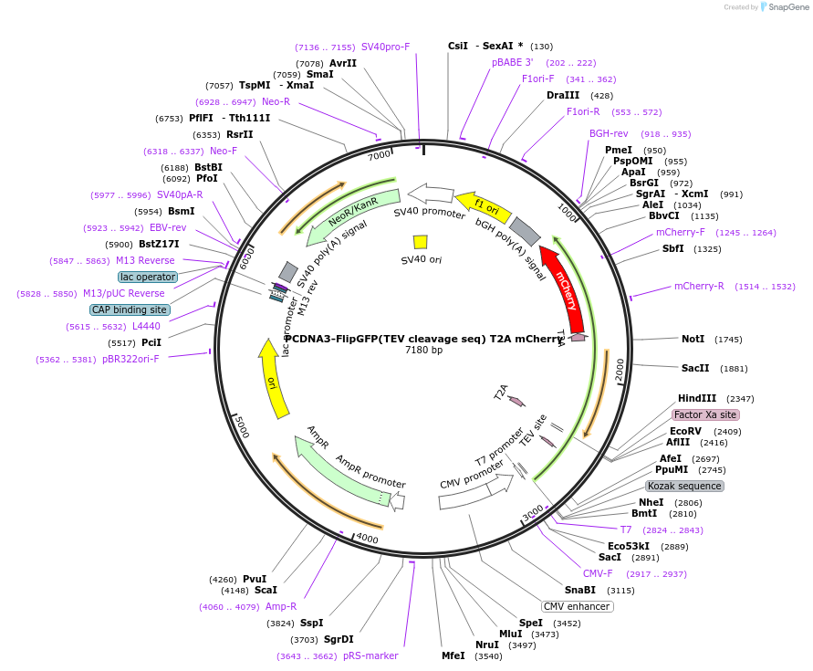 124429-plasmid-map-sequence-id-372946