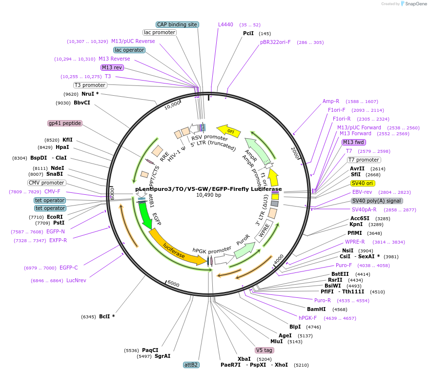 119816-plasmid-map-sequence-id-372950