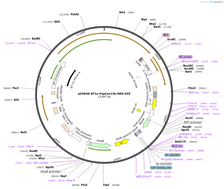 103862-plasmid-map-sequence-id-372951