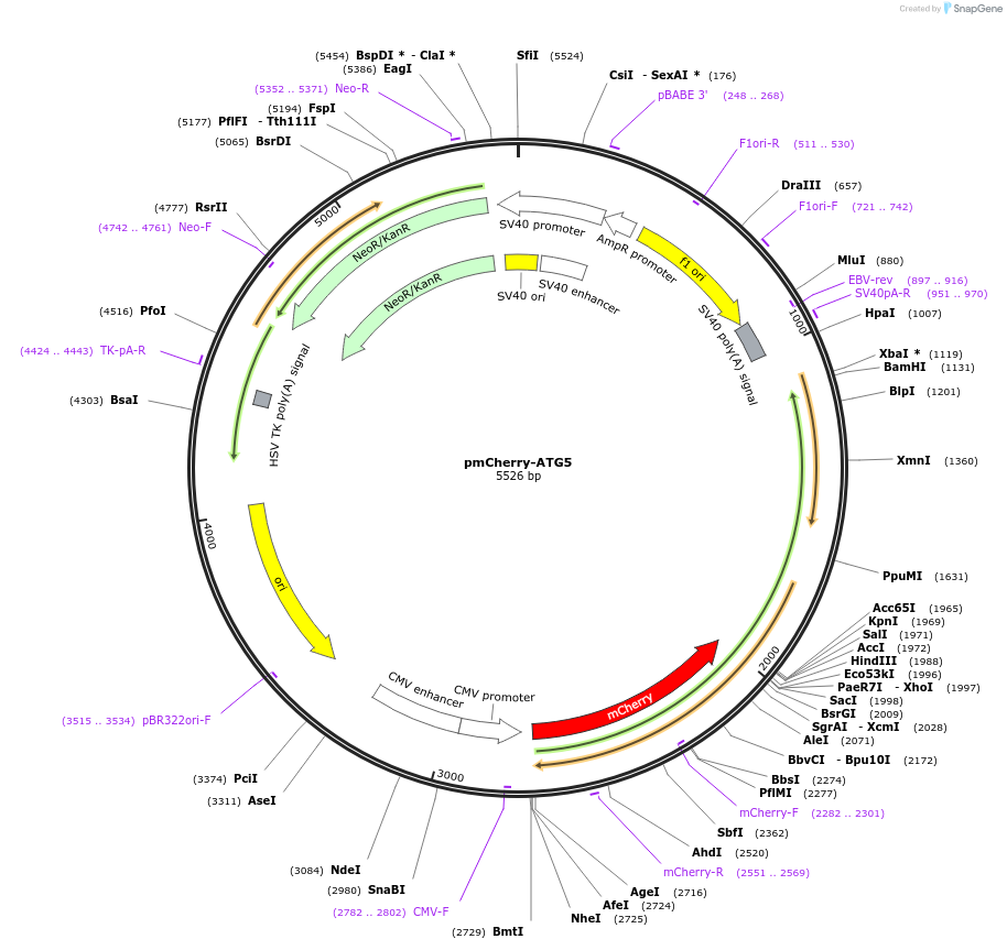13095-plasmid-map-sequence-id-372963