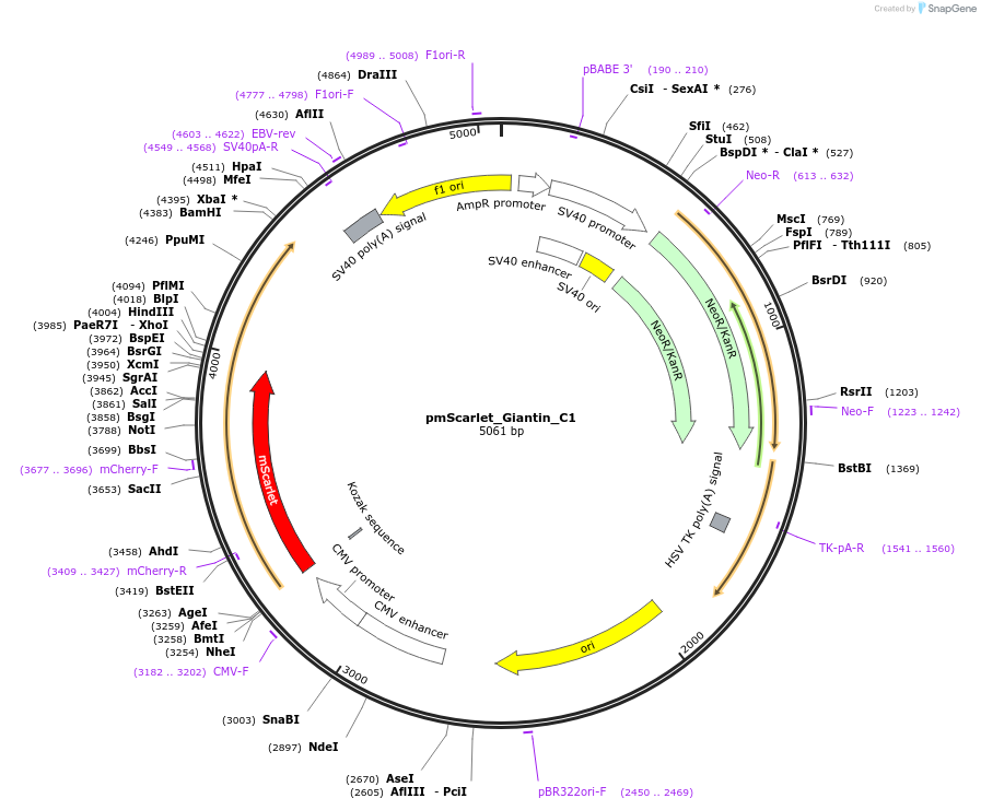 85048-plasmid-map-sequence-id-372966