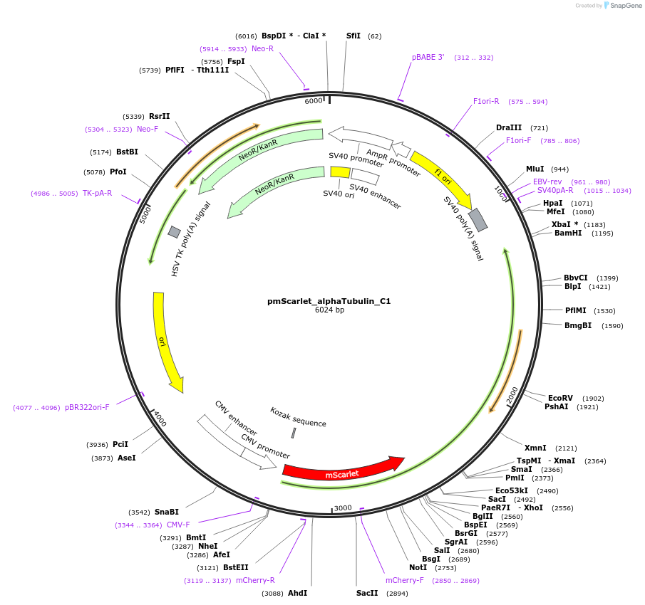 85045-plasmid-map-sequence-id-372968