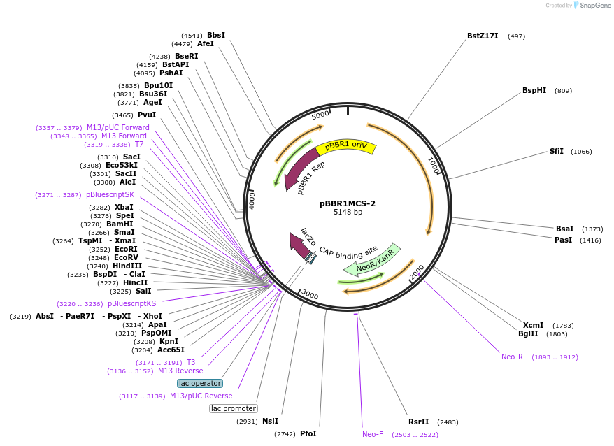 85168-plasmid-map-sequence-id-372970
