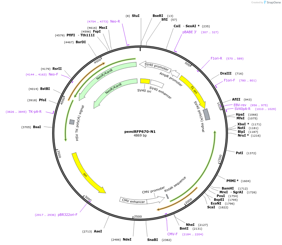 136556-plasmid-map-sequence-id-372972