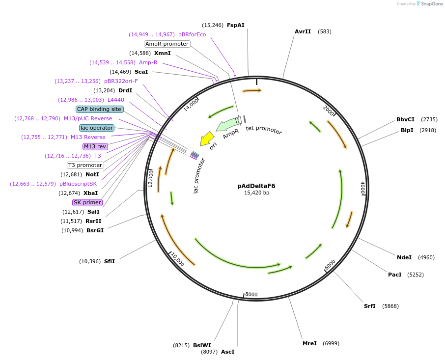 112867-plasmid-map-sequence-id-372973