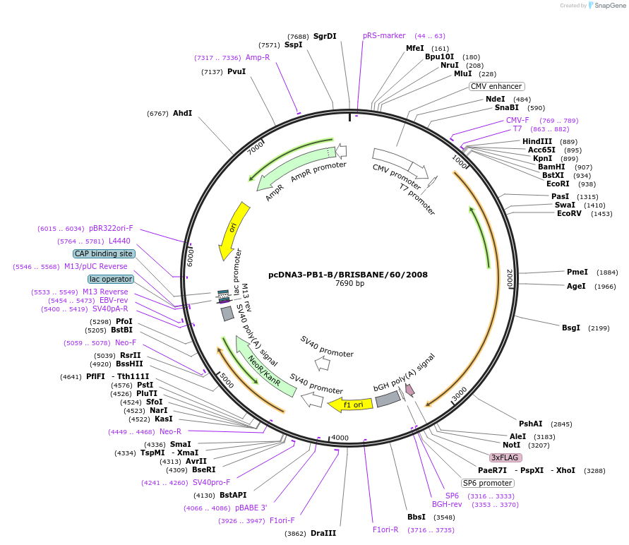 187919-plasmid-map-sequence-id-372986