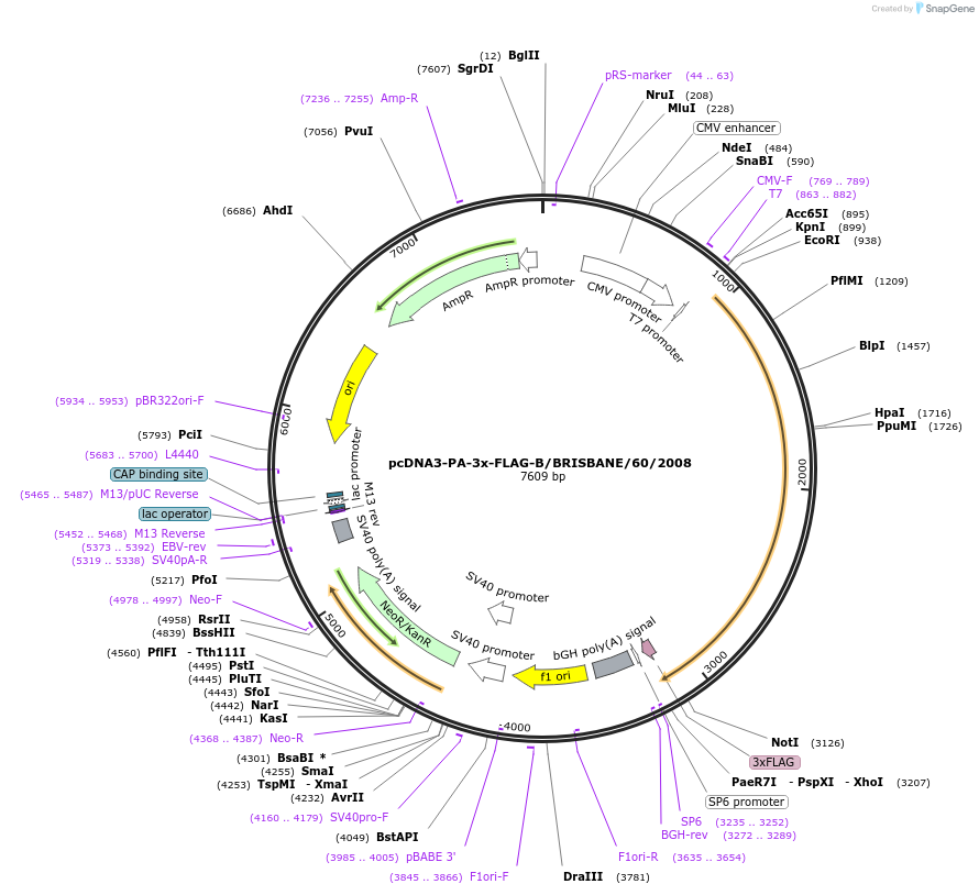 187922-plasmid-map-sequence-id-372987