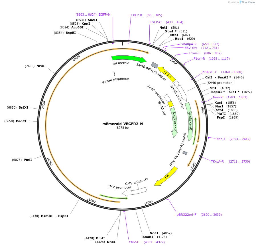 54298-plasmid-map-sequence-id-372994