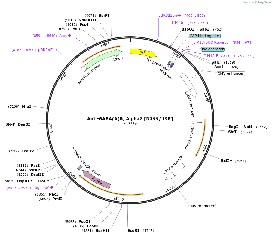 177544-plasmid-map-sequence-id-372995