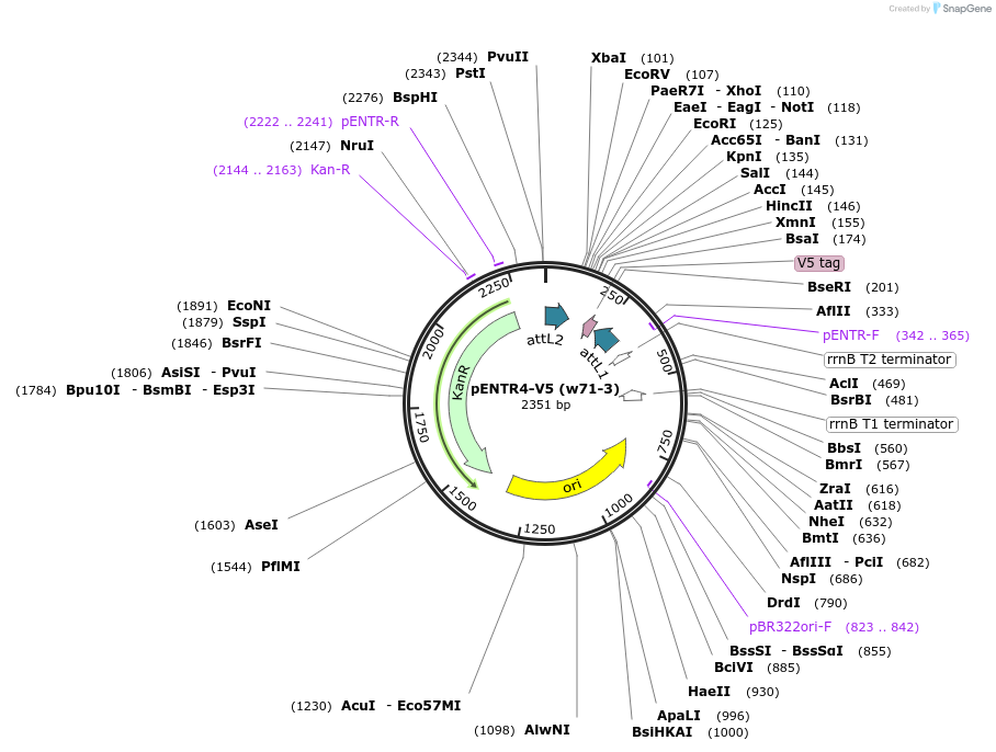 17425-plasmid-map-sequence-id-372996
