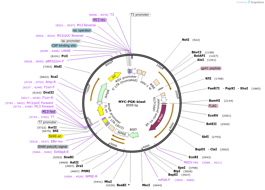 190618-plasmid-map-sequence-id-372998
