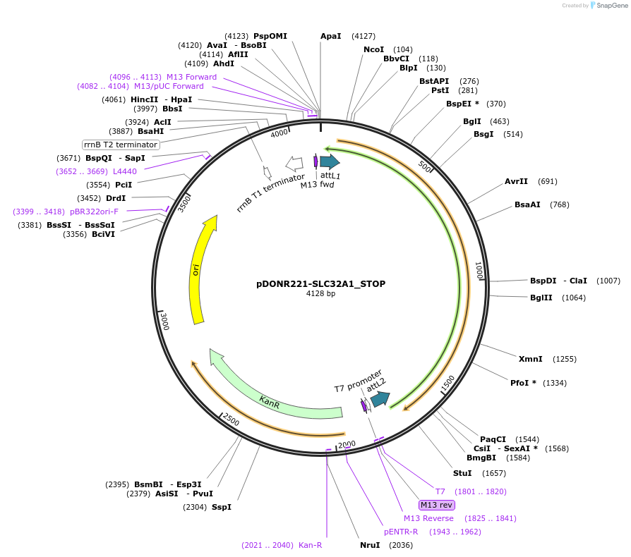 161278-plasmid-map-sequence-id-373017
