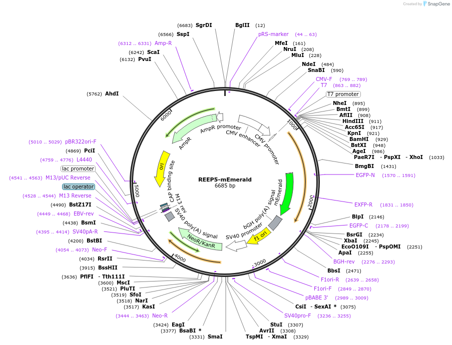 186964-plasmid-map-sequence-id-373022