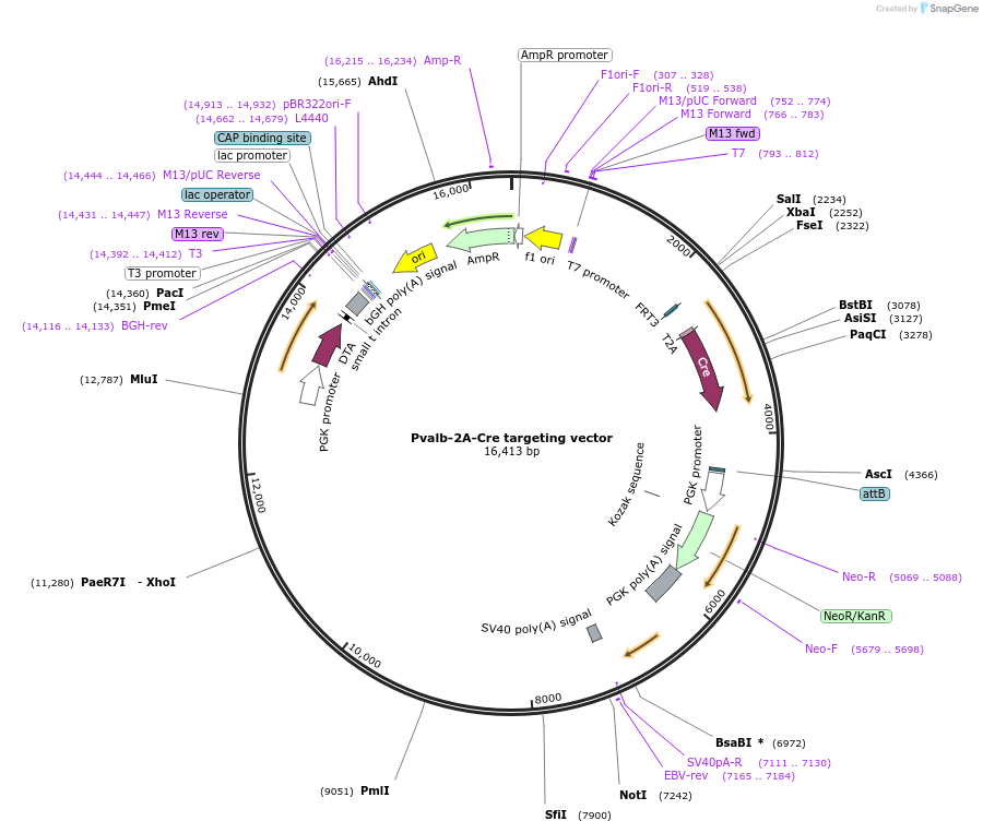 61570-plasmid-map-sequence-id-373024