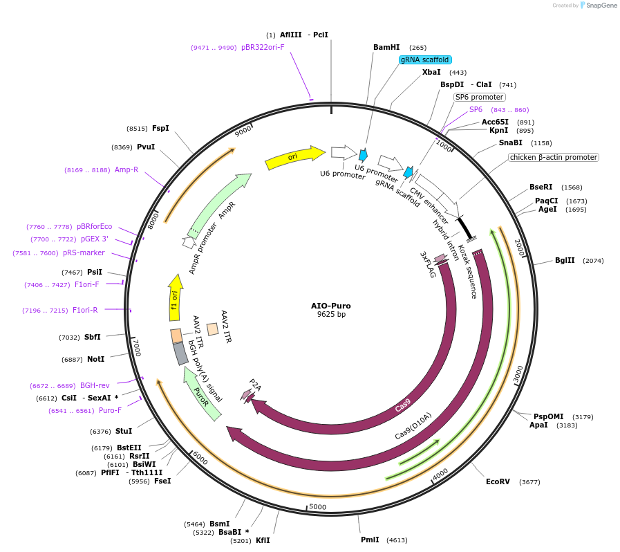 74630-plasmid-map-sequence-id-373032
