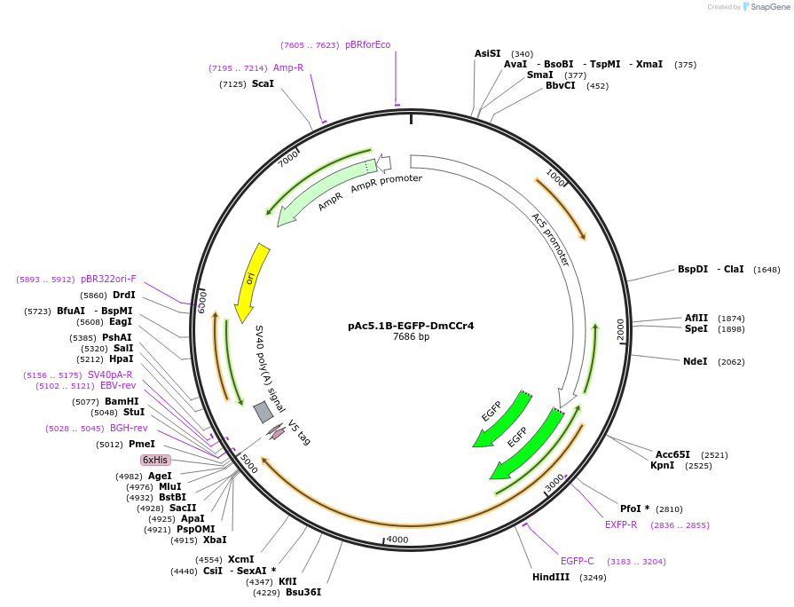 79252-plasmid-map-sequence-id-373033