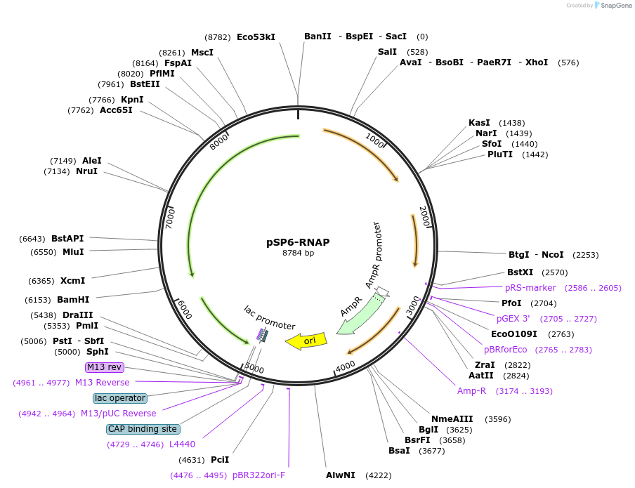 48143-plasmid-map-sequence-id-373044