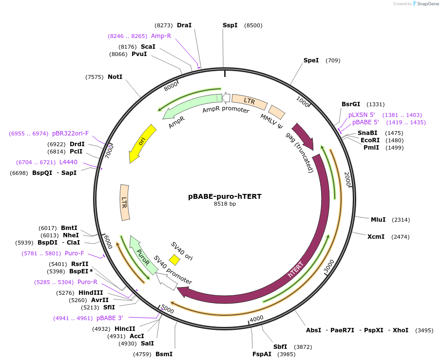 1771-plasmid-map-sequence-id-373046