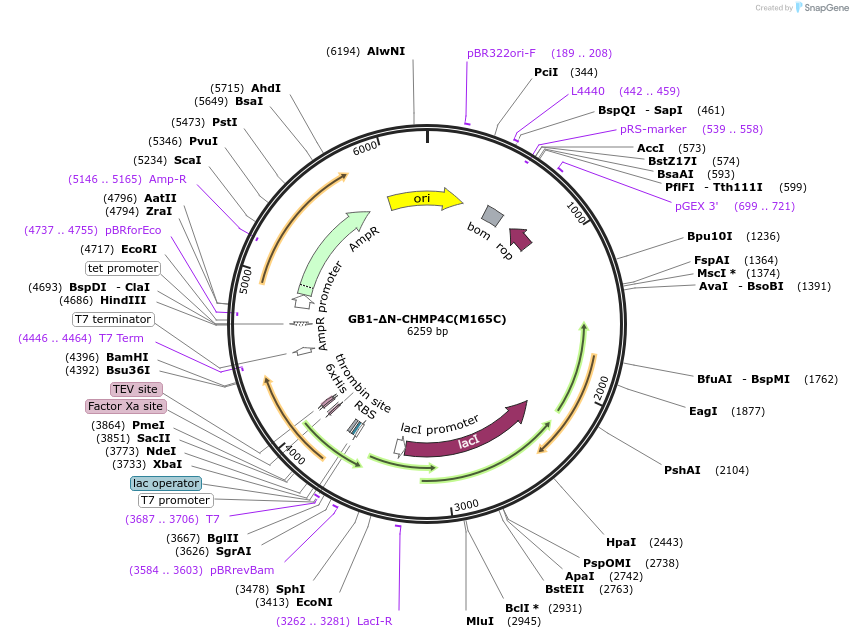 190784-plasmid-map-sequence-id-373089