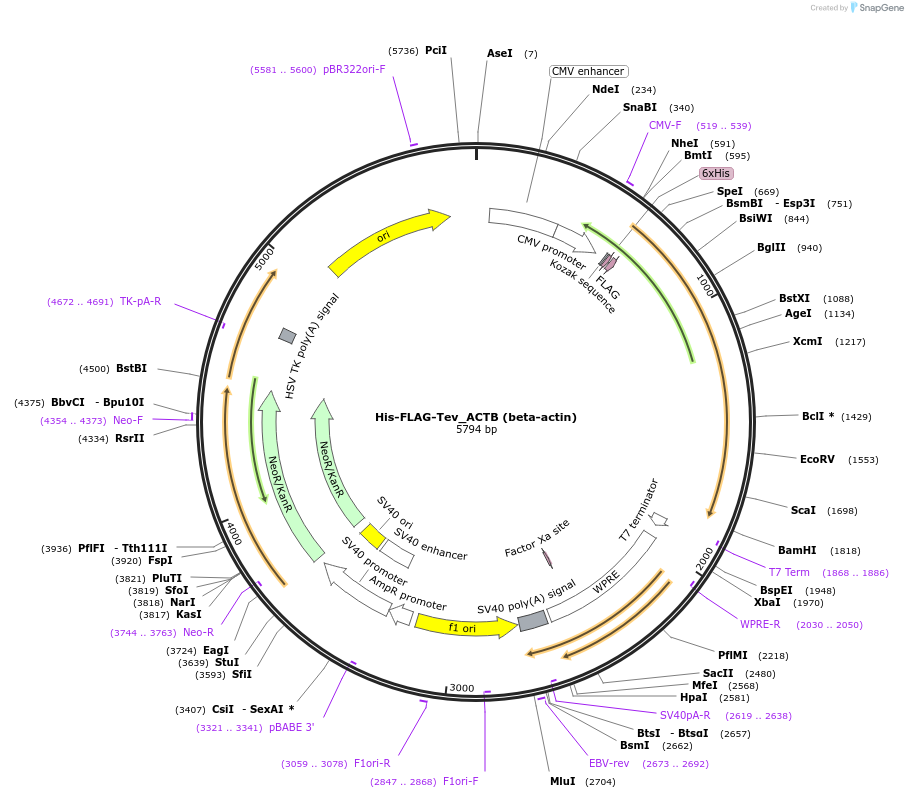 188453-plasmid-map-sequence-id-373094