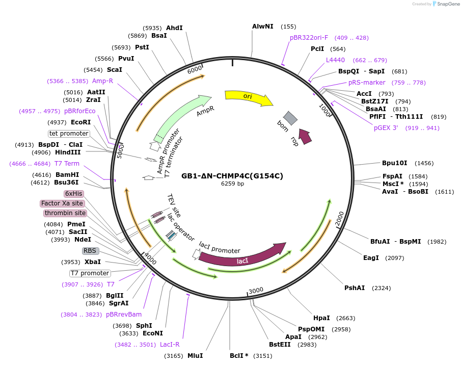 190783-plasmid-map-sequence-id-373114
