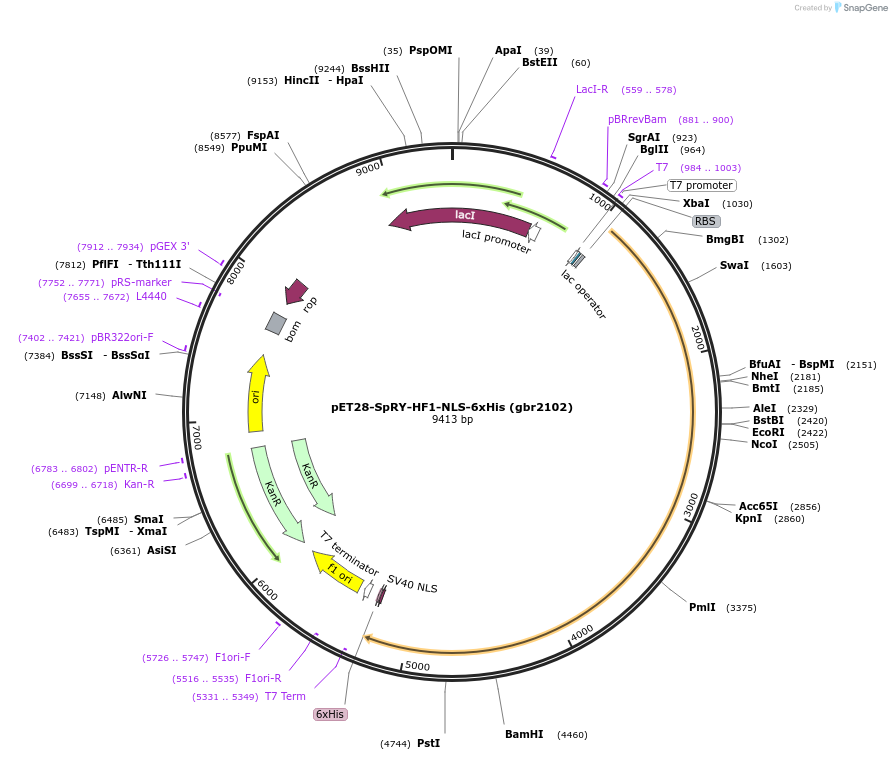 181744-plasmid-map-sequence-id-373171