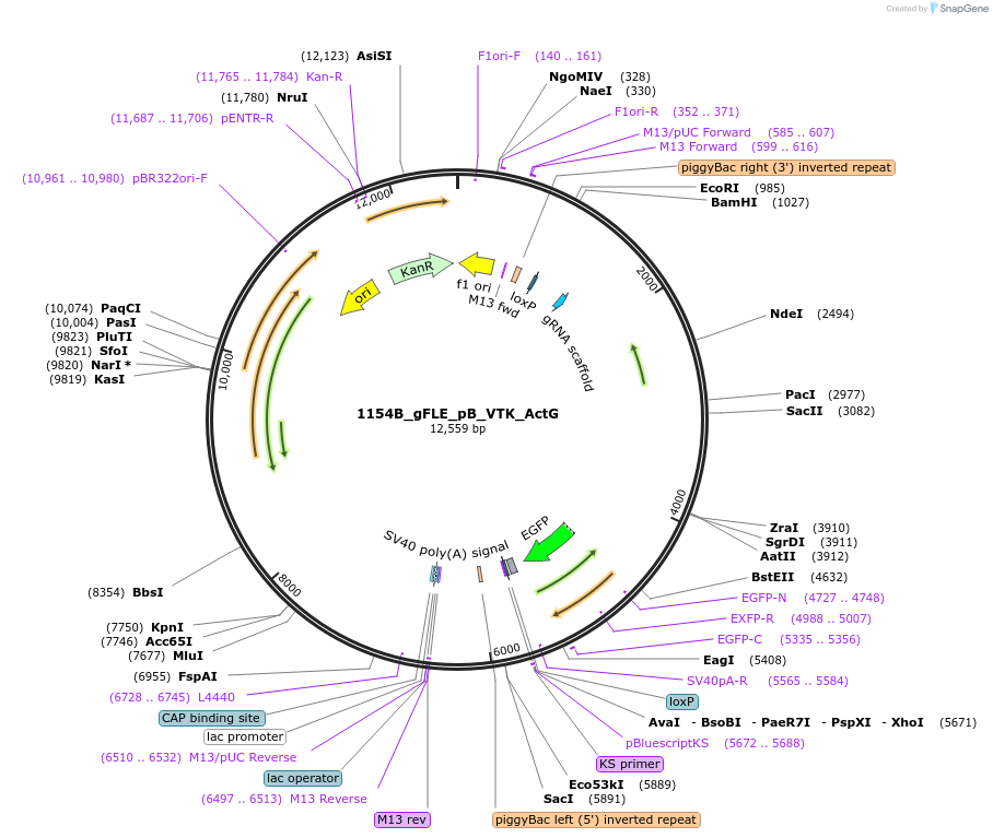 187238-plasmid-map-sequence-id-373206