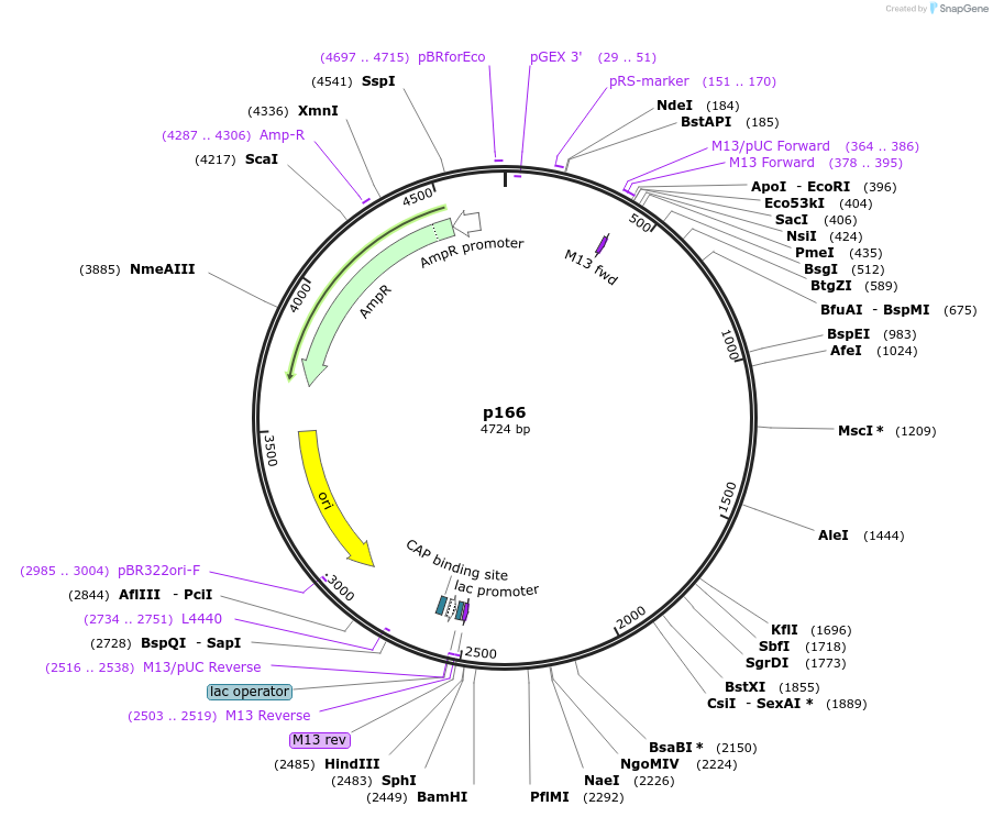 186180-plasmid-map-sequence-id-373213