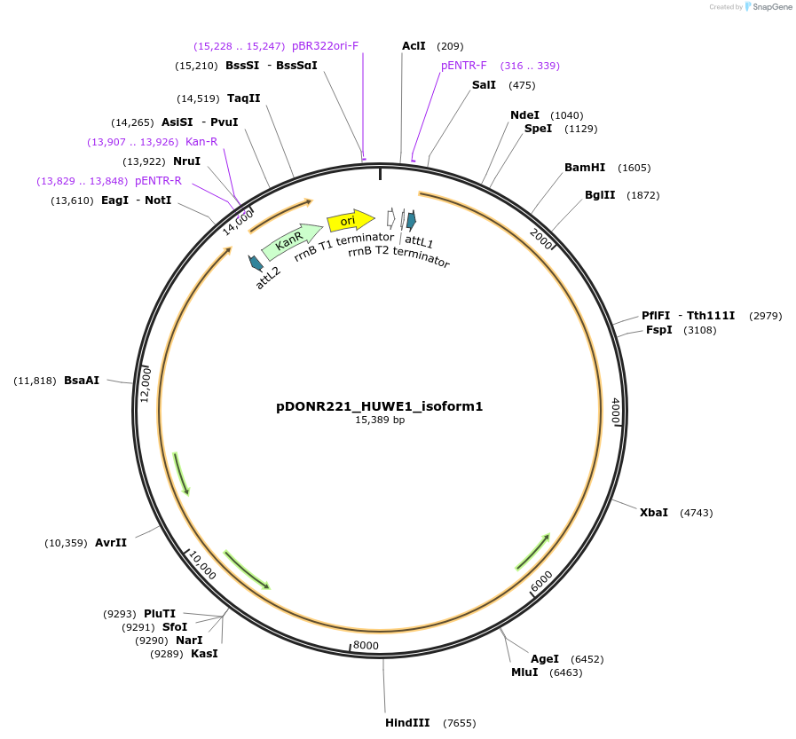 190464-plasmid-map-sequence-id-373214