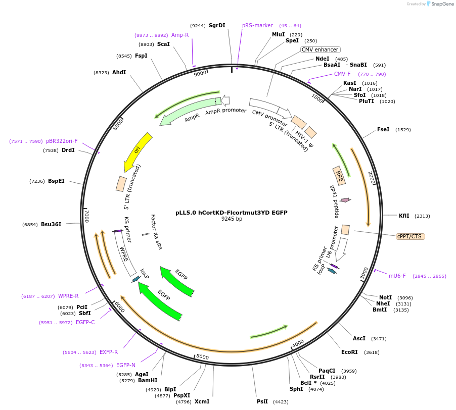 187264-plasmid-map-sequence-id-373216