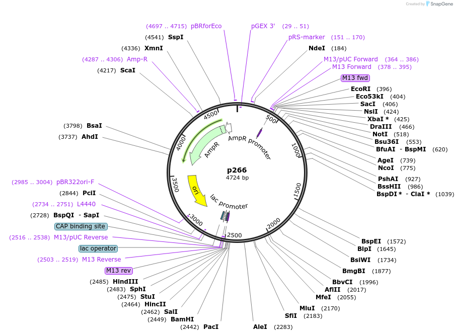 186185-plasmid-map-sequence-id-373217
