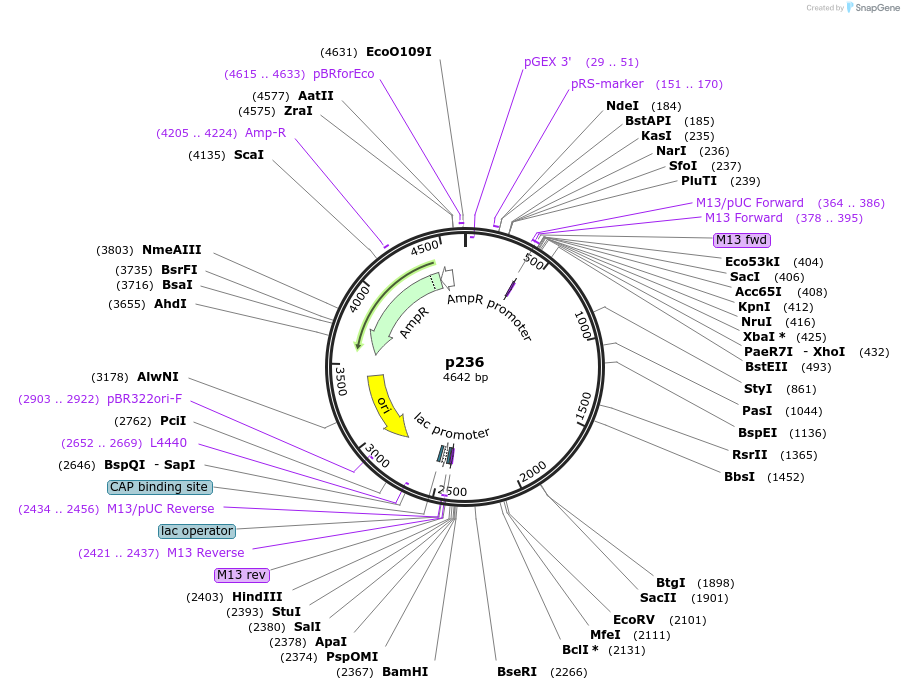 186182-plasmid-map-sequence-id-373218