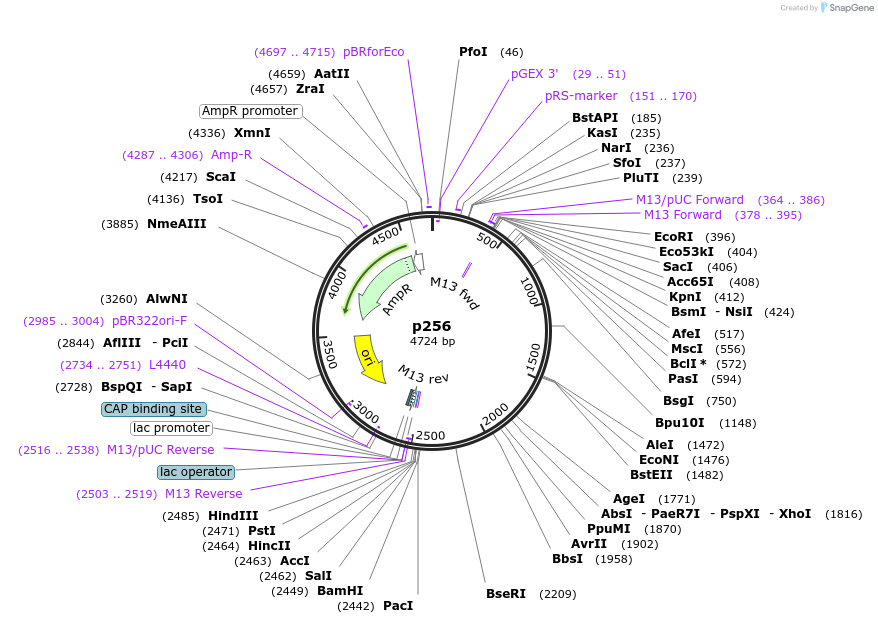 186184-plasmid-map-sequence-id-373220